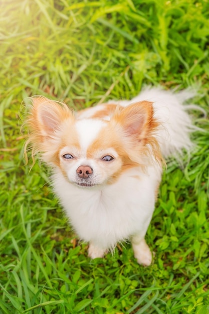 Een witte en rode chihuahua hond staat op het gras Portret van een klein ras hond Een dier