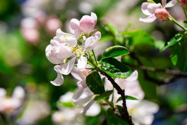 Een witte en roze appelboombloem