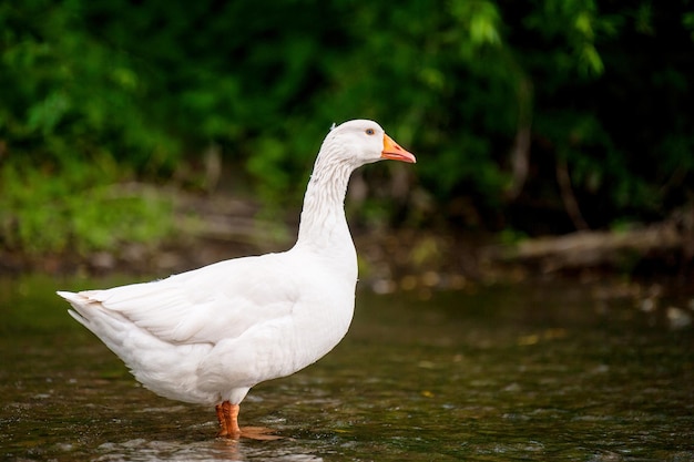 Een witte gans staat in het water bij de rivier