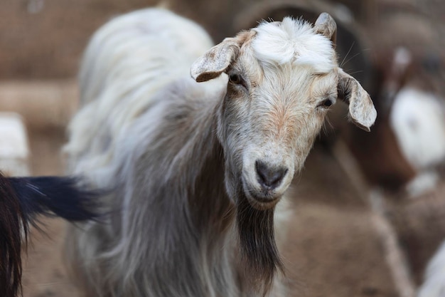 Een witte gehoornde geitenkop op een wazige natuurlijke achtergrond