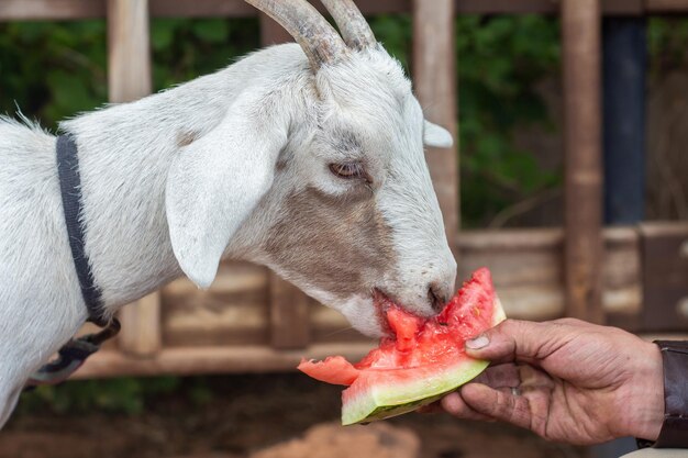Een witte geit eet een watermeloen