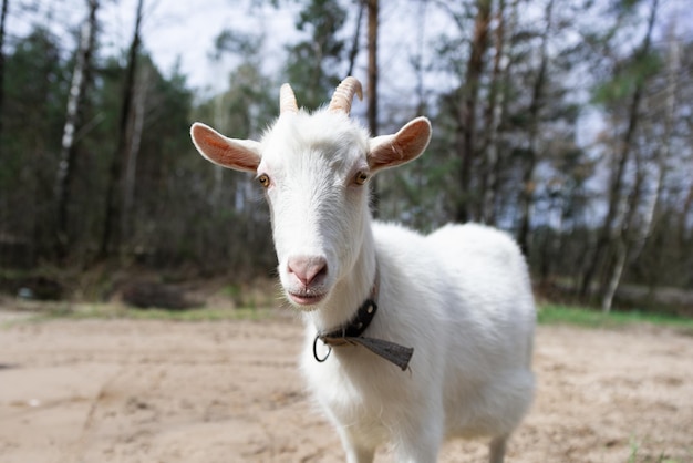 Een witte geit kijkt in de camera Foto van hoge kwaliteit