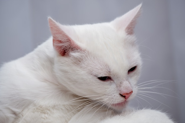 Een witte halve raskat op een grijze achtergrond kijkt naar de poot