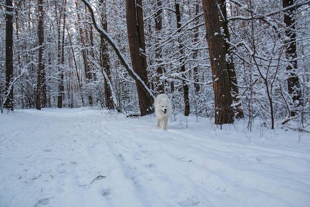 Een witte hond in de sneeuw