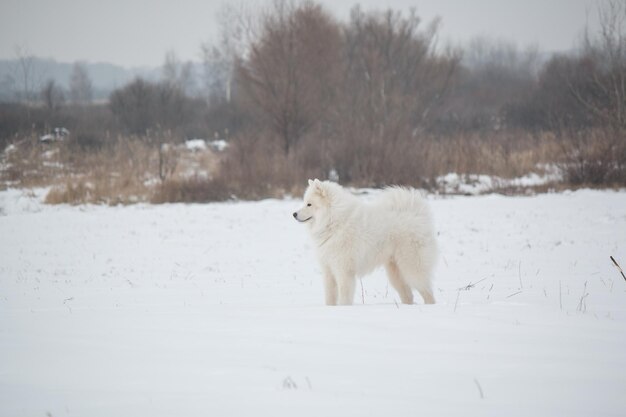 Een witte hond in de sneeuw