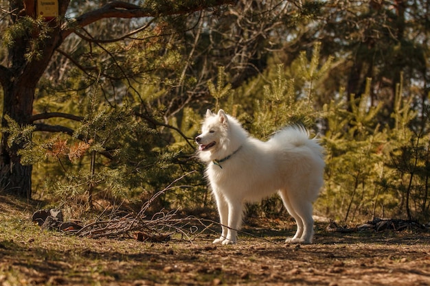 Een witte hond in een veld