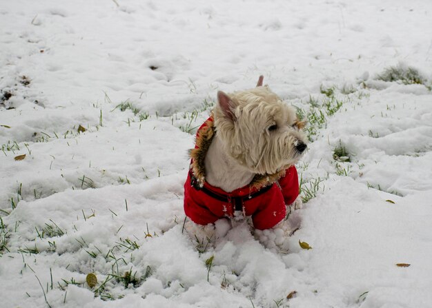 Een witte hond in rode kleren loopt in het park in de sneeuw Jumpsuit voor honden Favoriete huisdier