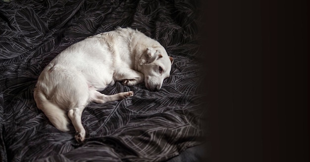 Een witte hond ligt op een bed Huisdieren