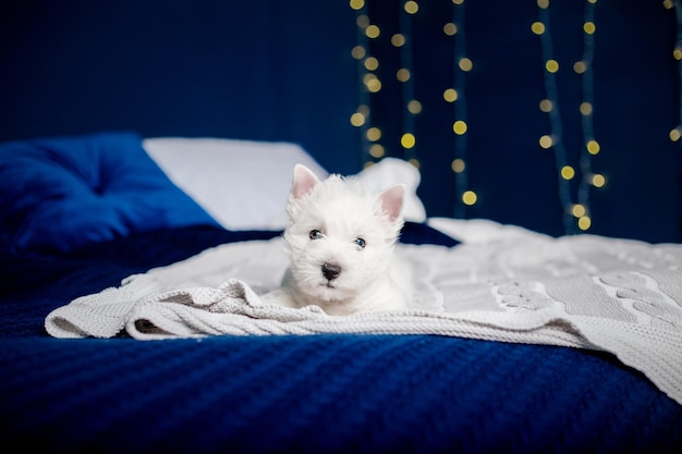 Een witte hond ligt op een bed met een blauwe deken.