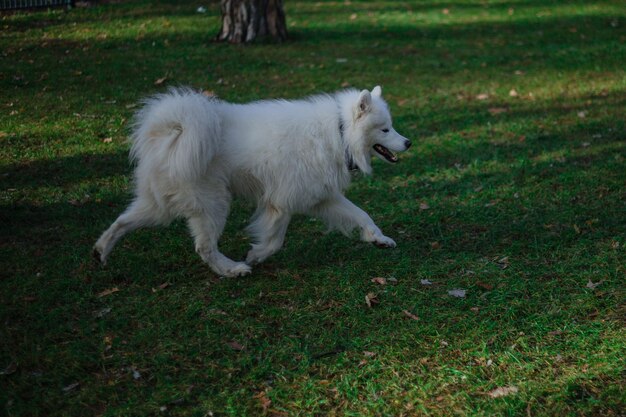 Een witte hond loopt op het gras