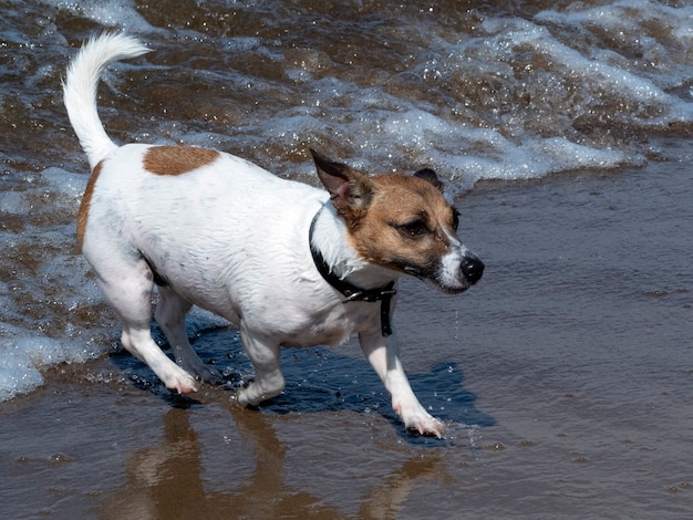 een witte hond met bruine vlekken die op een zonnige hete zomerdag van de zeegolven wegrent