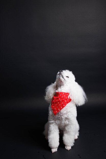 Een witte hond met een bandana met rode stippen