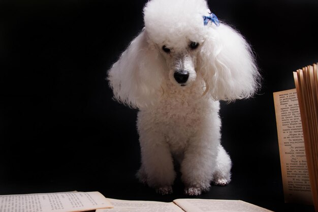 Een witte hond met een blauwe strik op zijn kop