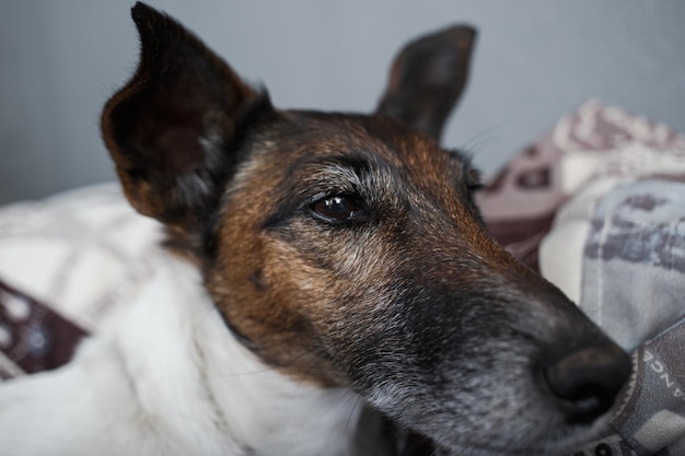 Een witte hond met een bruine kop ligt op een stoel