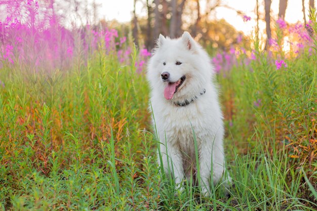 Een witte hond met een halsband waarop staat "de naam van de hond"