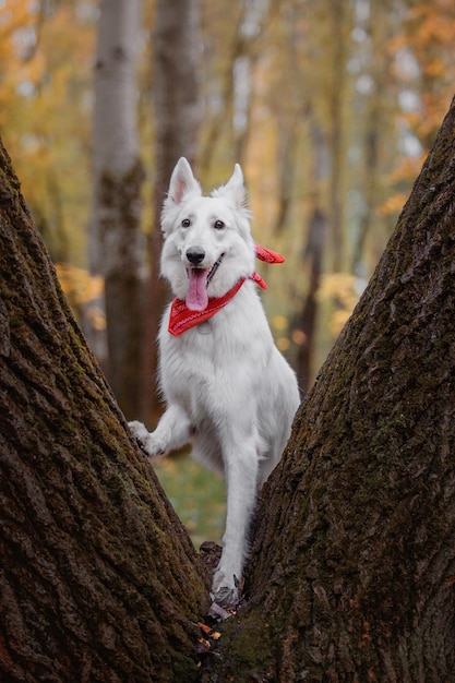 Een witte hond met een rode sjaal staat in een boomstam.