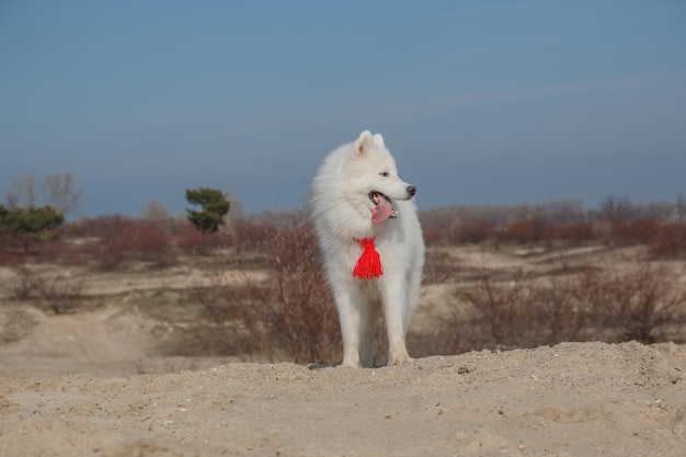 Een witte hond met een rode sjaal staat op een zandstrand.