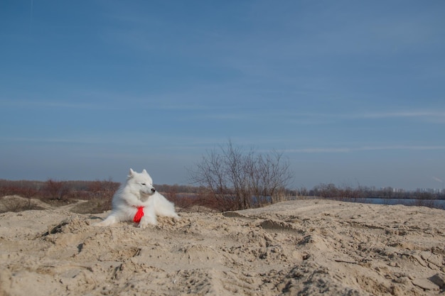 Een witte hond met een rood lint zit op een zandstrand.