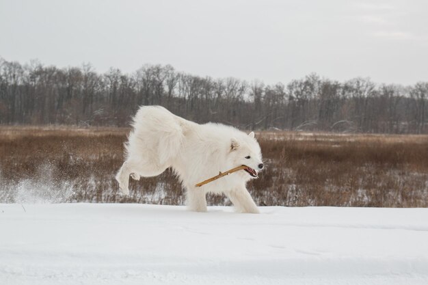 Een witte hond met een stok in zijn bek rent door de sneeuw.