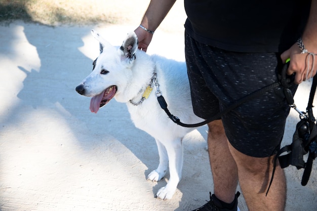 Een witte hond met een zwarte vlek aan één oog die zich aan een touw vasthoudt, is een hond van gemengd ras.