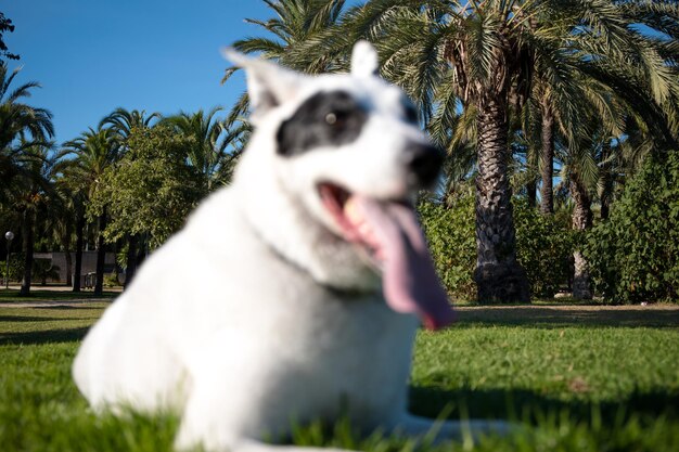 Een witte hond met een zwarte vlek in één oog in een park, Zwitserse Witte Herder gemengd met Engelse wijzer