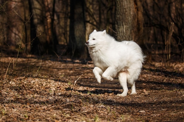 Een witte hond rent door een bos