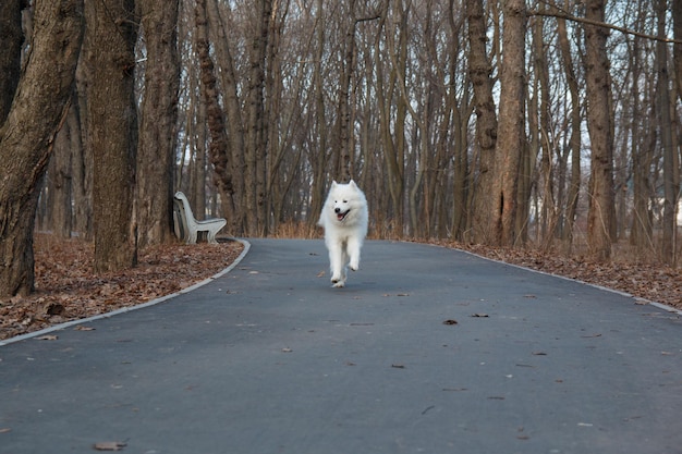 Een witte hond rent op een pad in het bos