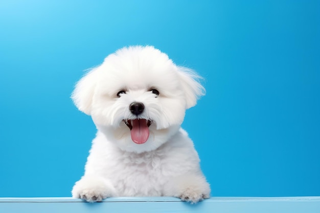 Een witte hond zit en glimlacht op een blauwe achtergrond