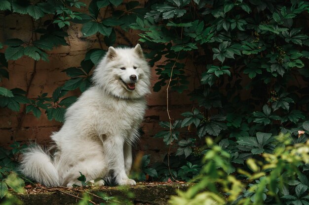 Een witte hond zit voor een groene plant.