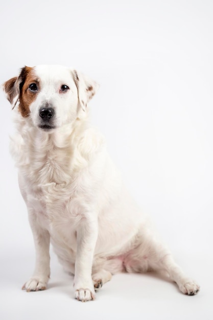 Een witte hond zittend op een witte achtergrond Banner met ruimte voor tekst