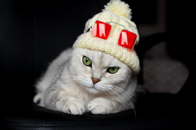 Een witte huiskat in een wintermuts en een bril op de achtergrond, koud