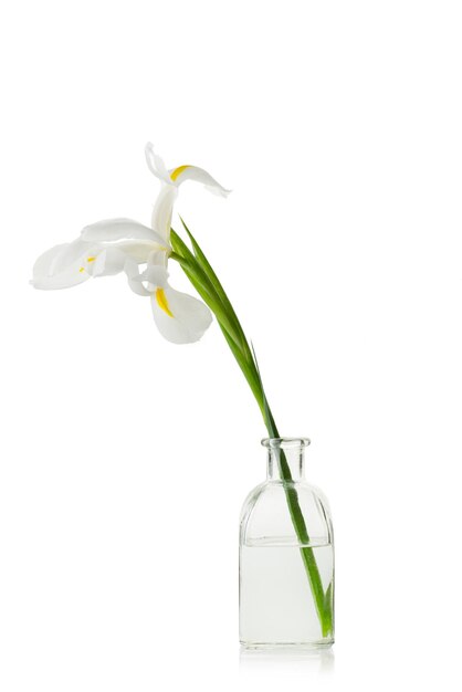 Een witte irisbloem in een vaas geïsoleerd op een witte achtergrond