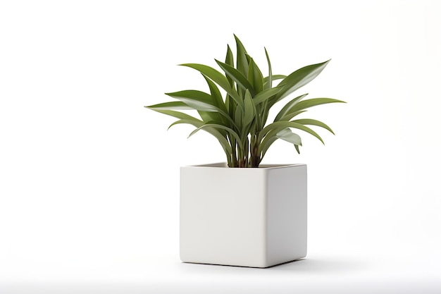 een witte kamerplant in een pot op een witte achtergrond