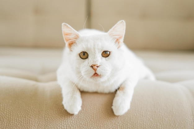 Een witte kat die beschut zat met een pijnlijk oog ligt op de bank