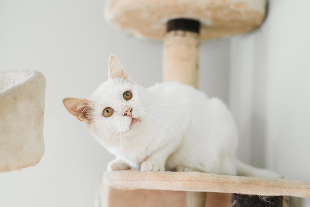 Een witte kat die op straat werd gered met een pijnlijk oog zit in zijn huis krabpaal kijkt