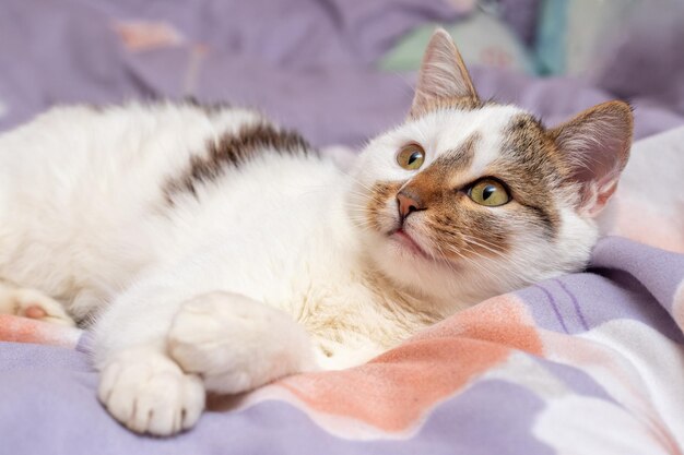 Een witte kat ligt en koestert zich op het bed