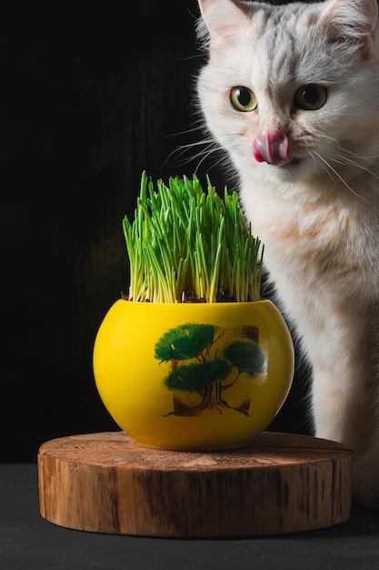 Een witte kat likt het groene gras in een gele pot