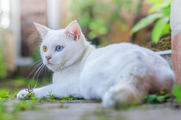 Een witte kat met blauwe ogen ligt op een bakstenen vloer.