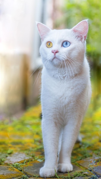 Een witte kat met een geel oog