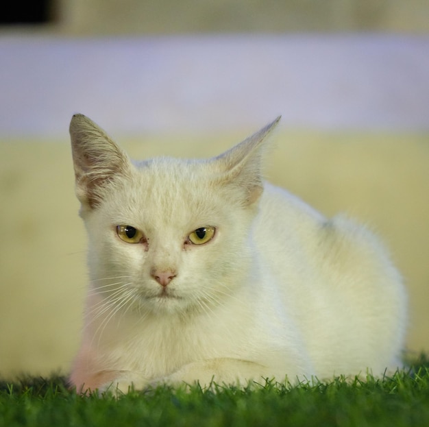 Een witte kat met een roze neus ligt op het gras.