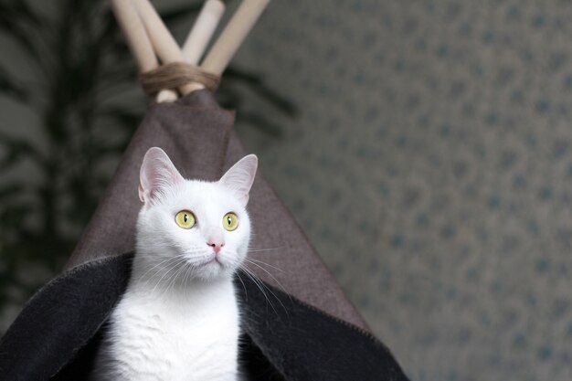 Een witte kat met gele ogen zit in haar huis.