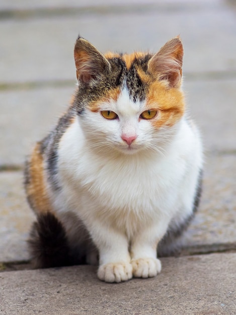 Een witte kat met kleurrijke vlekken zit op het steegje