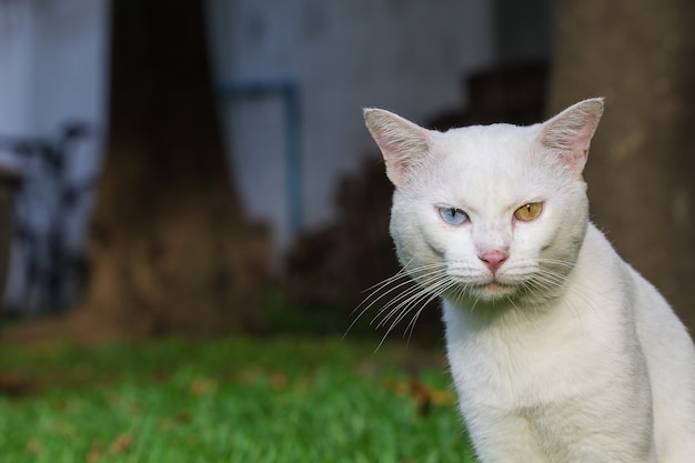 Een witte kat vreemde ogen, geel en blauw staande op het groene grasveld