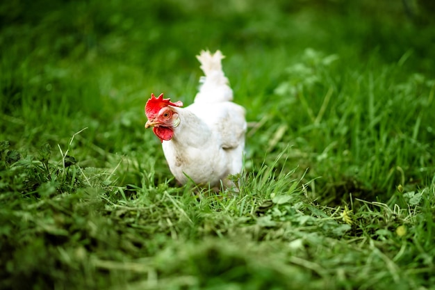 Een witte kip graast vrij in het gras Zorgzame houding ten opzichte van dieren