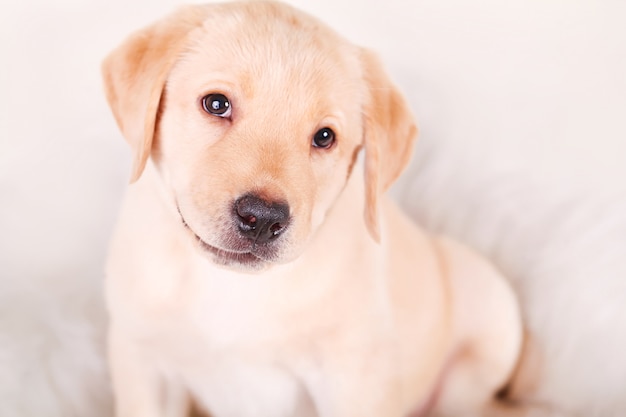 Een witte kleine labrador retriever puppy hond van een maand op wit