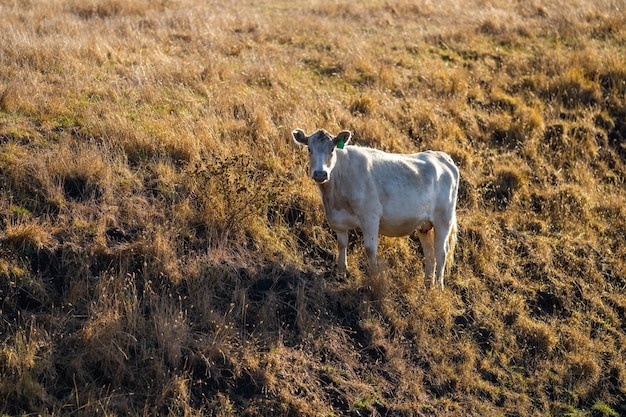 Een witte koe staat in een weiland met het gras op de voorgrond.