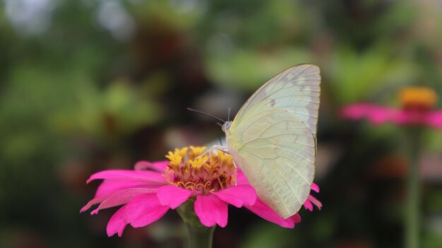 een witte koolvlinder die de nectar op een zinnia-bloem zuigt