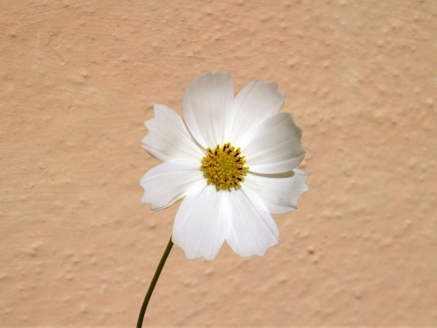 Een witte kosmosbloem voor een beige muur