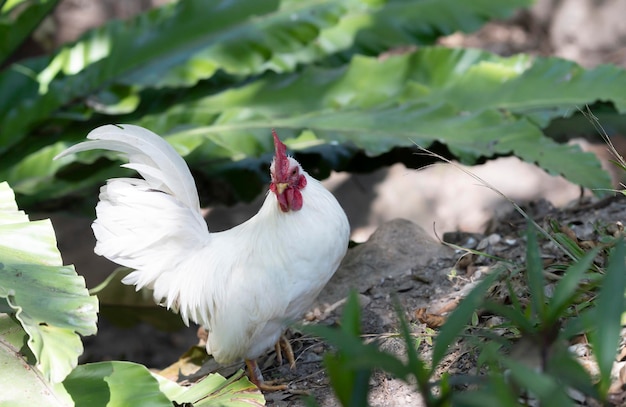 Een witte kriel loopt in het tuinbos