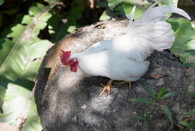 Een witte kriel loopt in het tuinbos